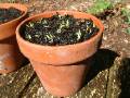 Seedlings in pot